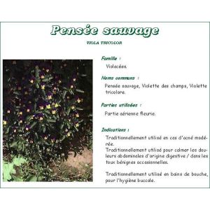 Iphym Pensee Sauvage Plante Coupee 100 G 1