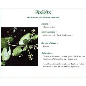 BOLDO PHARMA PLANTES Feuille de boldo, vrac, entière, sac 250 g