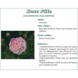 Iphym Rose Pale Bouton Tisane Sachet 25 G 1