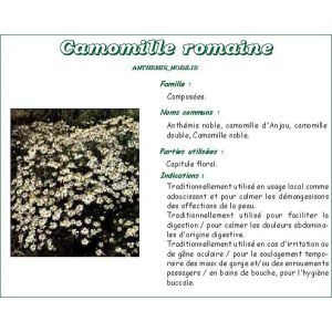 CAMOMILLE ROMAINE VITAFLOR Fleur de camomille romaine, vrac, bt 25 g