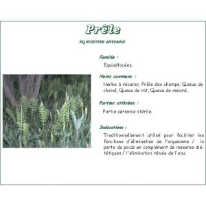 PRELE DES CHAMPS PHARMA PLANTES Prêle des champs plante, vrac, coupée, sac 1 kg