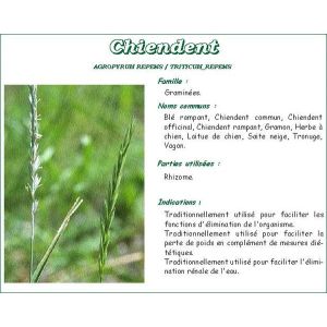 Iphym Chiendent Petit Rhizome Coupe Plante Bt 250 G 1