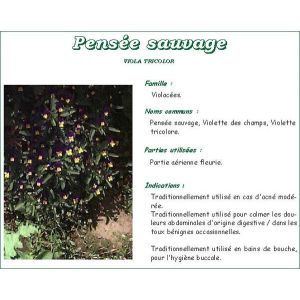 Iphym Pensee Sauvage Plante Cuope 250 G