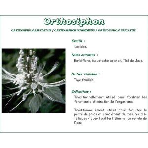 Iphym Orthosiphon Feuille Coupee Plante 100 G 1