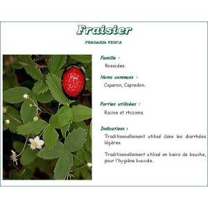 Iphym Fraisier Rhizome Plante Coupee 100 G 1
