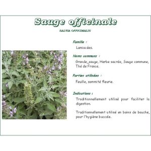 SAUGE IPHYM Feuille de sauge officinale, vrac, coupée, sac 250 g