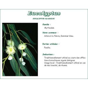 Iphym Eucalyptus Feuille Entiere Tisane Sachet 50 G 1