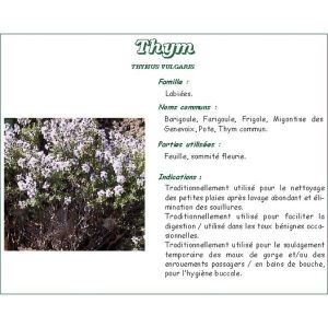 THYM DE PROVENCE PHARMA PLANTES Feuille de thym de provence, vrac, sac 1 kg