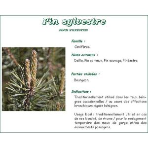 Iphym Pin Bourgeon Entier Plante 250 G 1