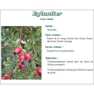 Iphym Cynorrhodon Baie Entiere Plante 250 G 1
