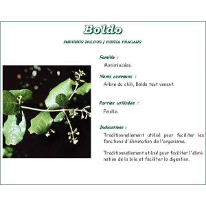 Iphym Boldo Feuille Plante Entiere 100 G 1