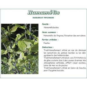 HAMAMELIS FEUILLE PHARMA PLANTES Feuille d'hamamélis de Virginie, vrac, coupée, sac 250 g