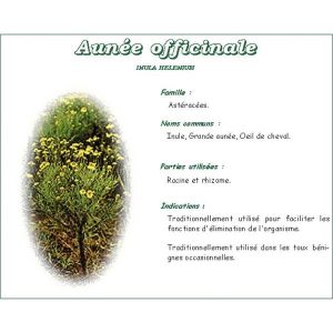 AUNEE IPHYM Racine d'aunée, vrac, sac 250 g