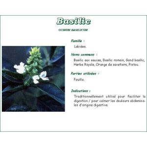Iphym Basilic Feuille Entier Plante 250 G 1