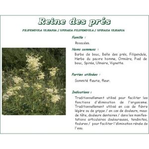 REINE DES PRES FLEUR MONDEE IPHYM Fleur mondée de reine des prés, vrac, sac 250 g