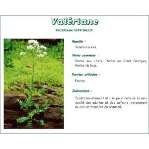 VALERIANE VITAFLOR Racine de valériane, vrac, bt 80 g
