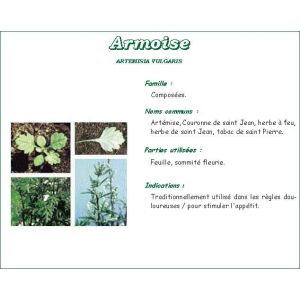 ARMOISE VITAFLOR Armoise plante, vrac, bt 50 g