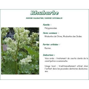 Iphym Rhubarbe Chine Racine Coupe Entier Plante 250 G 1