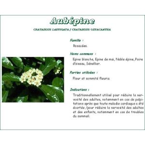 Mv Aubepine Feuille Fleur Plante Tis Bt 90 G 1