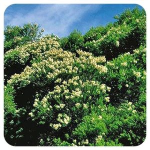 Pranarom HE Tea tree (Melaleuca alternifolia) - 10 ml