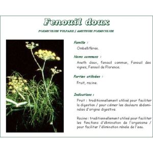 FENOUIL EXTRANE Fenouil, infusette, bt 24