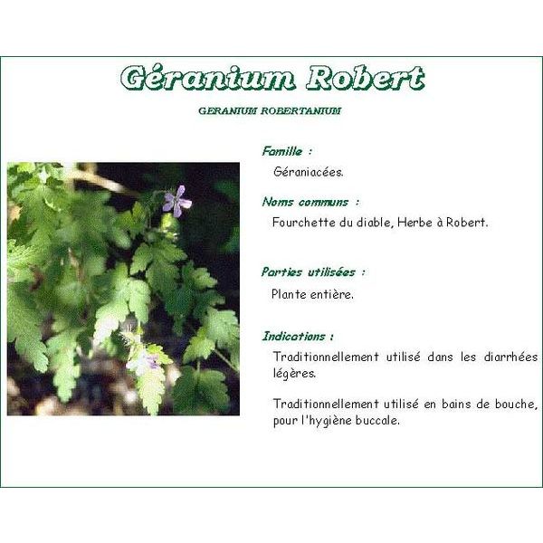 Iphym Geranium Robert Coupee Plante 100 G 1