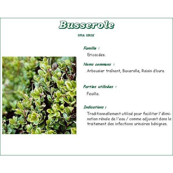 Vitaflor Busserole Feuille Plante Bt 100 G 1