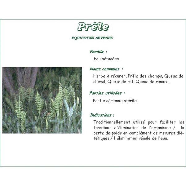 PRELE DES CHAMPS PHARMA PLANTES Prêle des champs plante, vrac, coupée, sac 1 kg