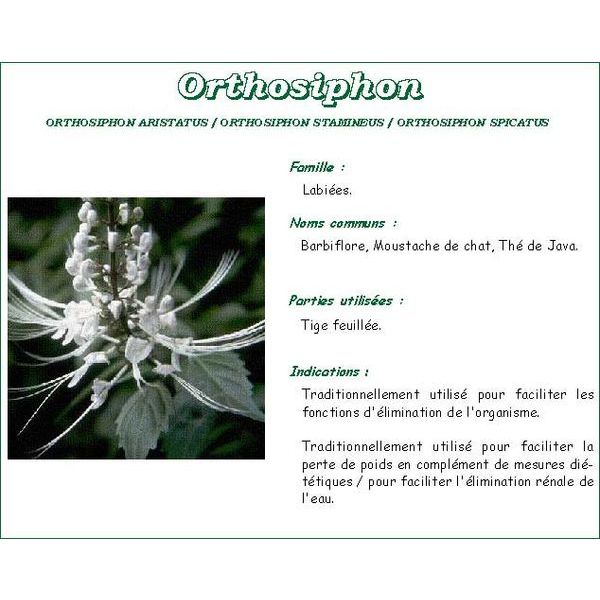 Iphym Orthosiphon Feuille Coupee Plante 100 G 1