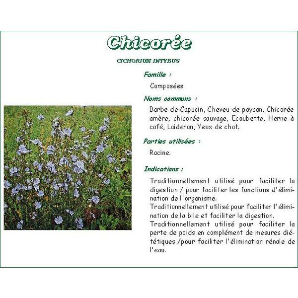 Iphym Chicoree Racine Plante Coupee 100 G 1