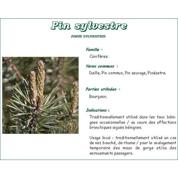 Iphym Pin Bourgeon Entier Plante 250 G 1