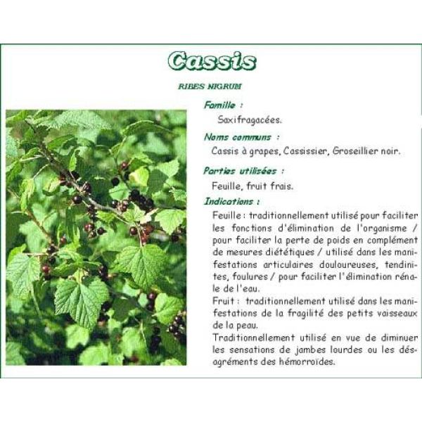 CASSIS VITAFLOR Feuille de cassis, vrac, bt 50 g