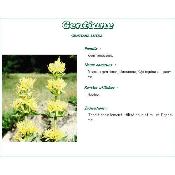 GENTIANE VITAFLOR Racine de gentiane, vrac, bt 100 g