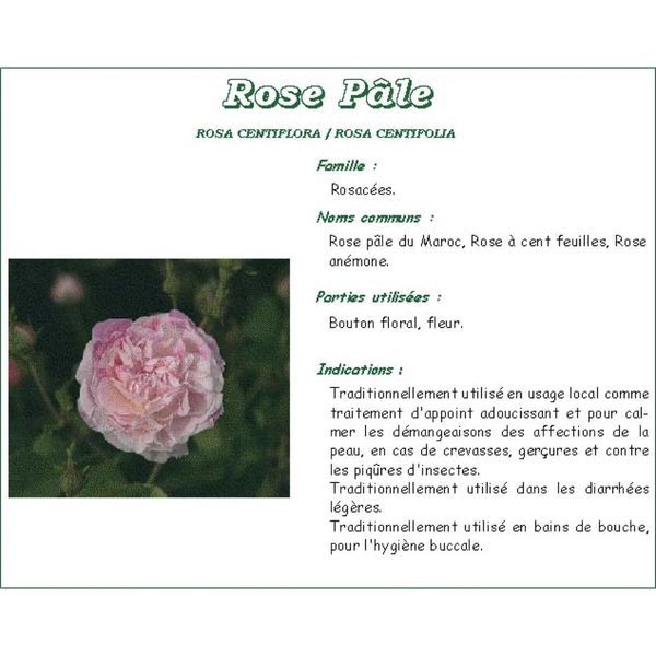 ROSE PALE BOUTON IPHYM Bouton de rose pâle, vrac, sac 250 g