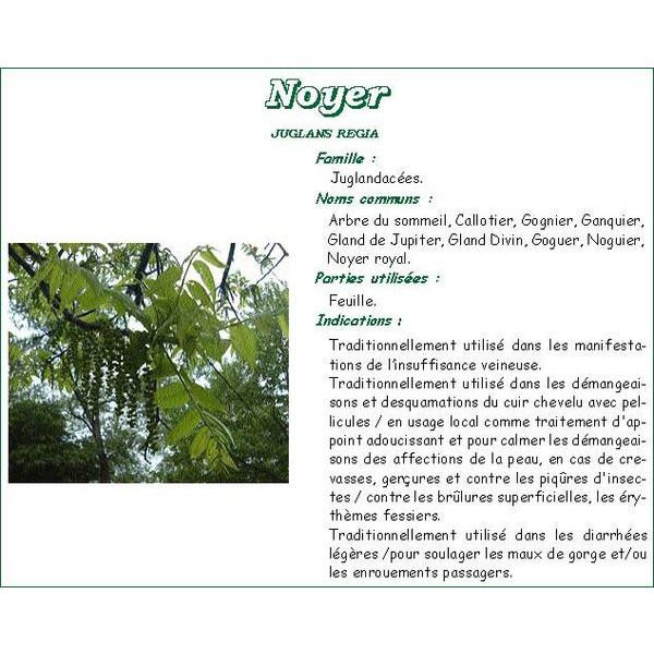 Iphym Noyer Feuille Tisane Sachet 25 G 1
