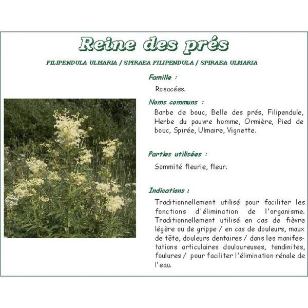 REINE DES PRES FLEUR MONDEE IPHYM Fleur mondée de reine des prés, vrac, sac 250 g