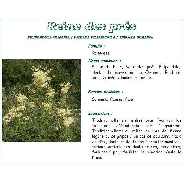 Iphym Reine Des Pres Plante Coupe 250 G 1