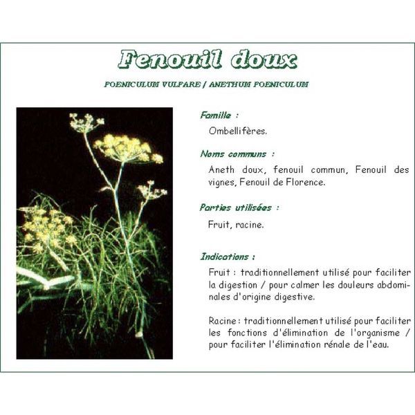 FENOUIL EXTRANE Fenouil, infusette, bt 24